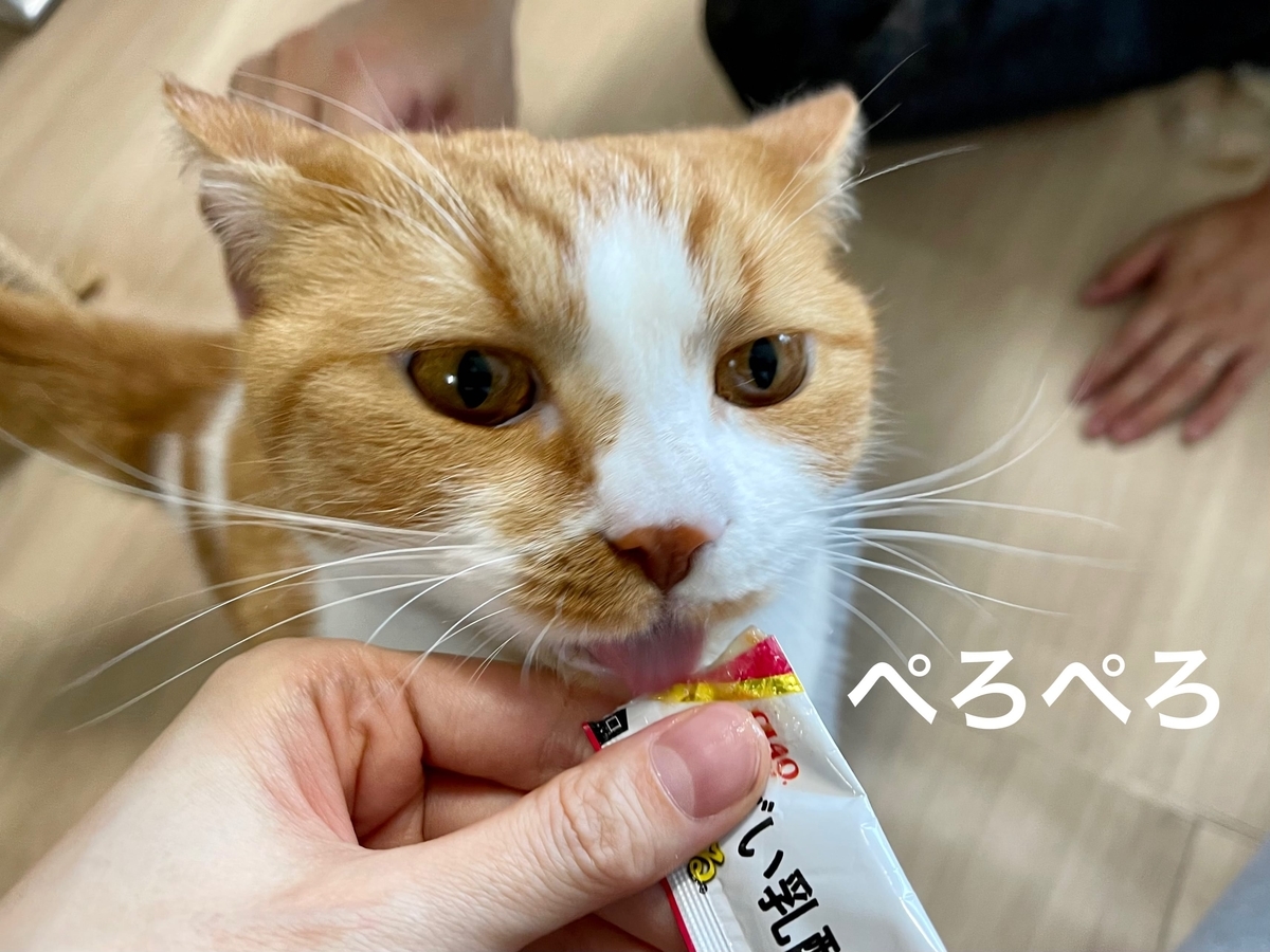 新しいちゅーるとるるちゃん2