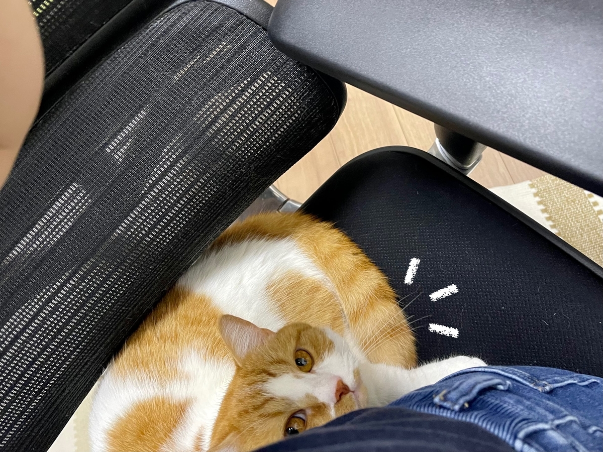 飼い主と椅子を相乗りするるるちゃん1