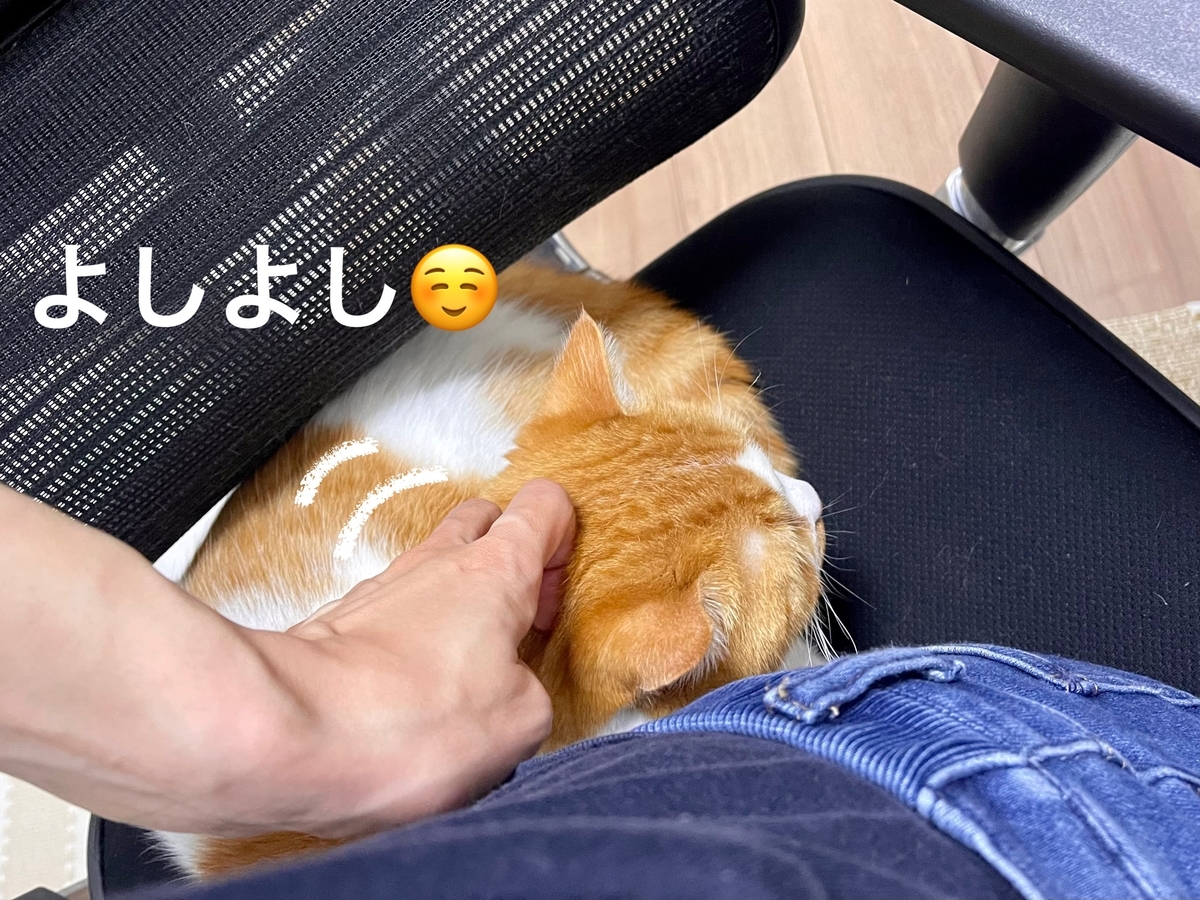 飼い主と椅子を相乗りするるるちゃん2