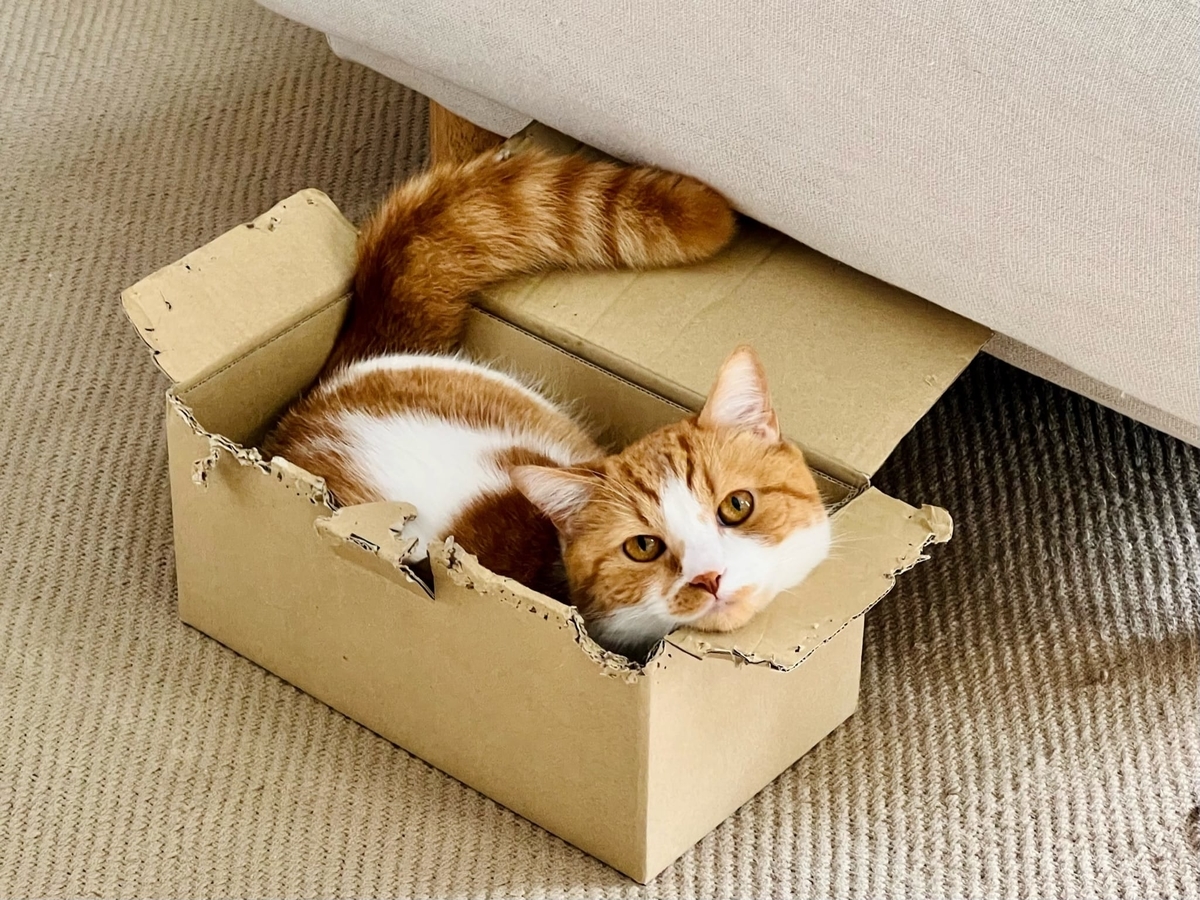 段ボールにすっぽりおさまるるるちゃん