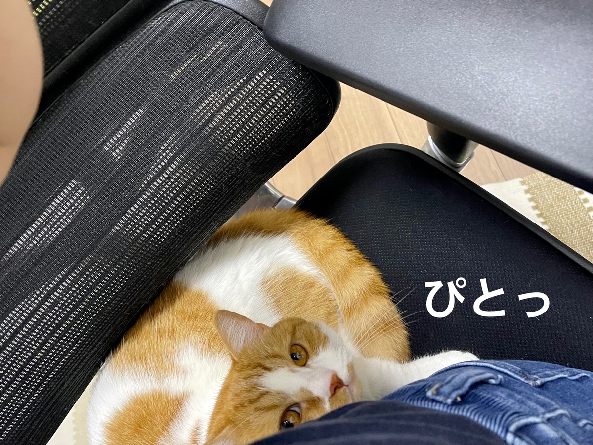飼い主にぴったりくっつくるるちゃん