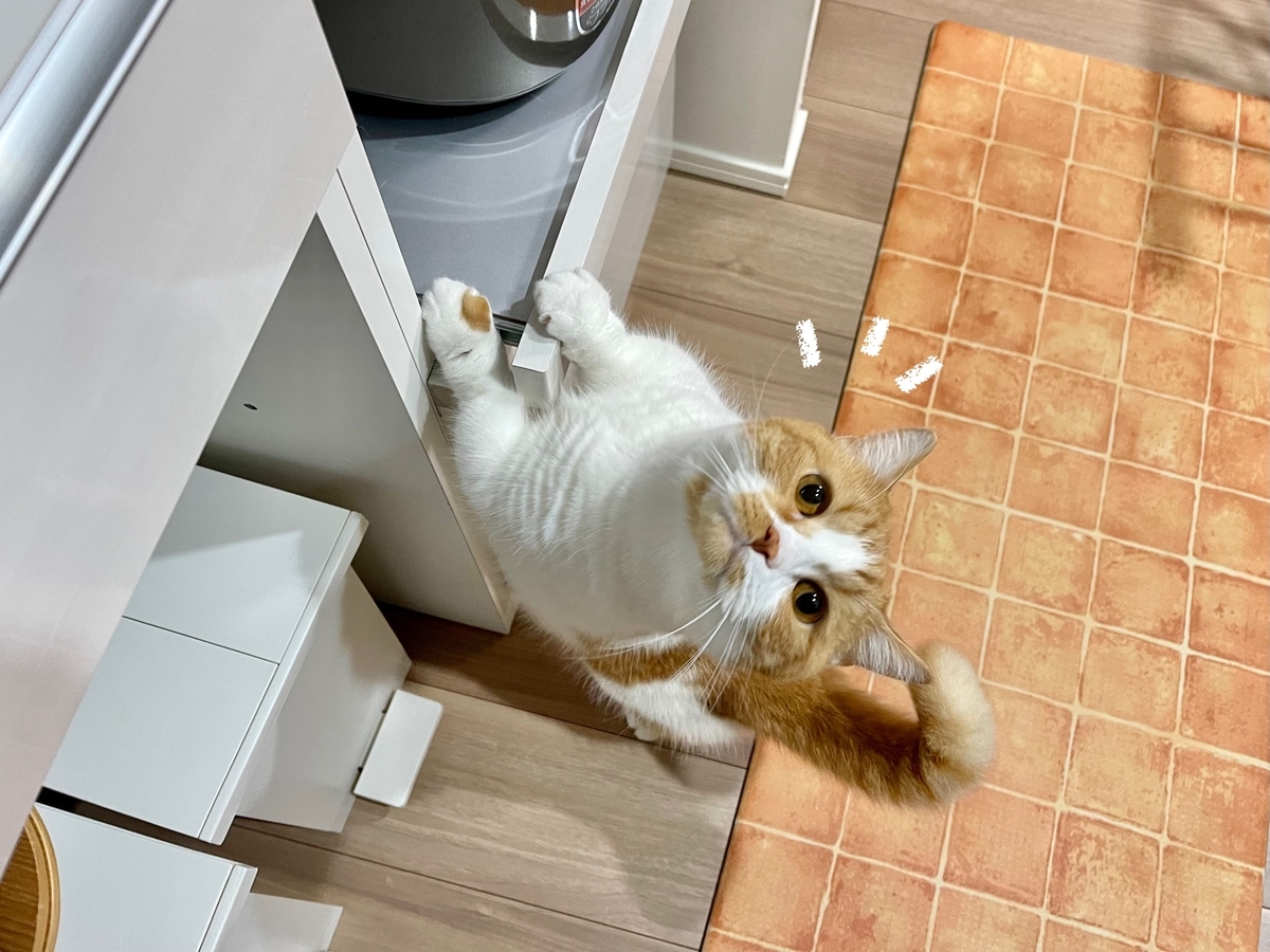 ケトルが気になるるるちゃん