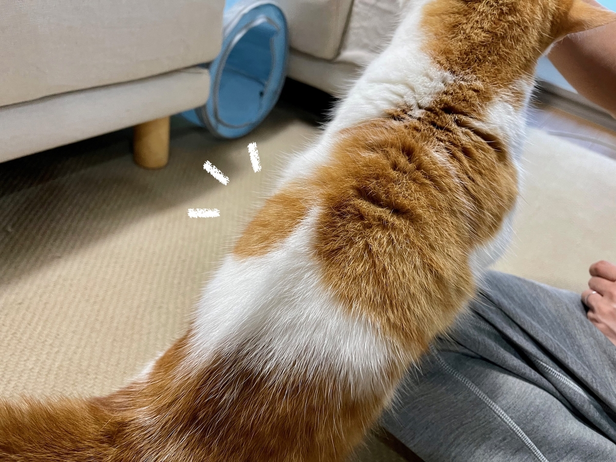 背中がモヒカンのるるちゃん