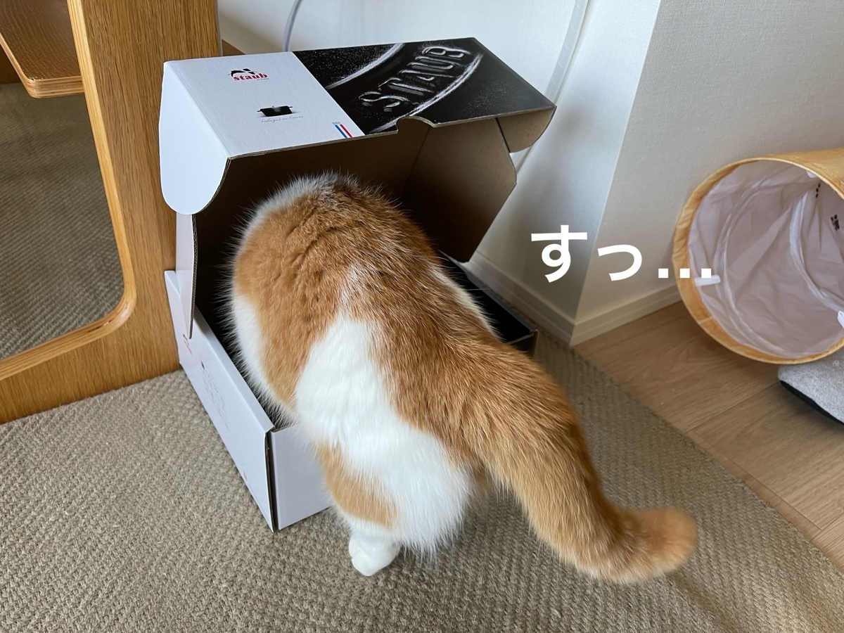 ストウブ鍋の箱に入るるるちゃん1