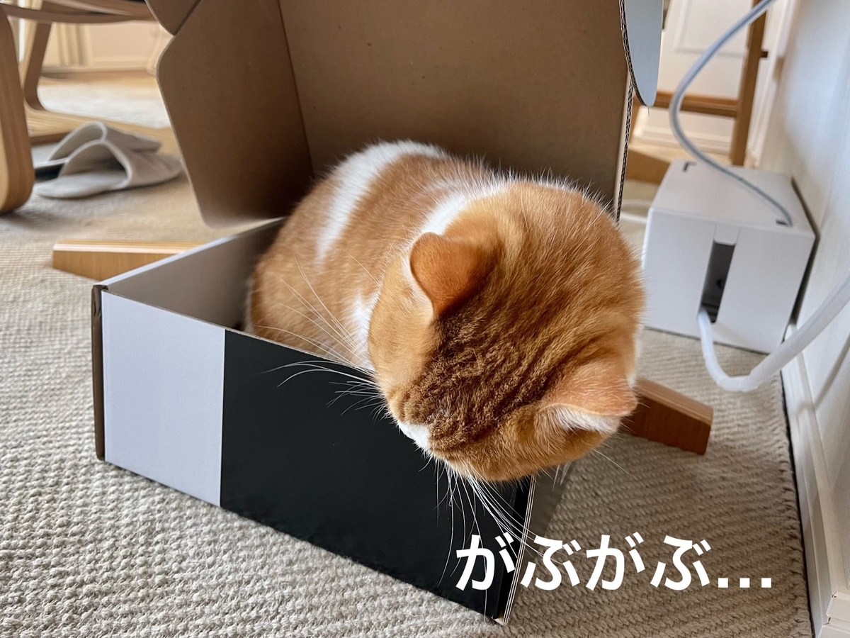 ストウブ鍋の箱を噛むるるちゃん