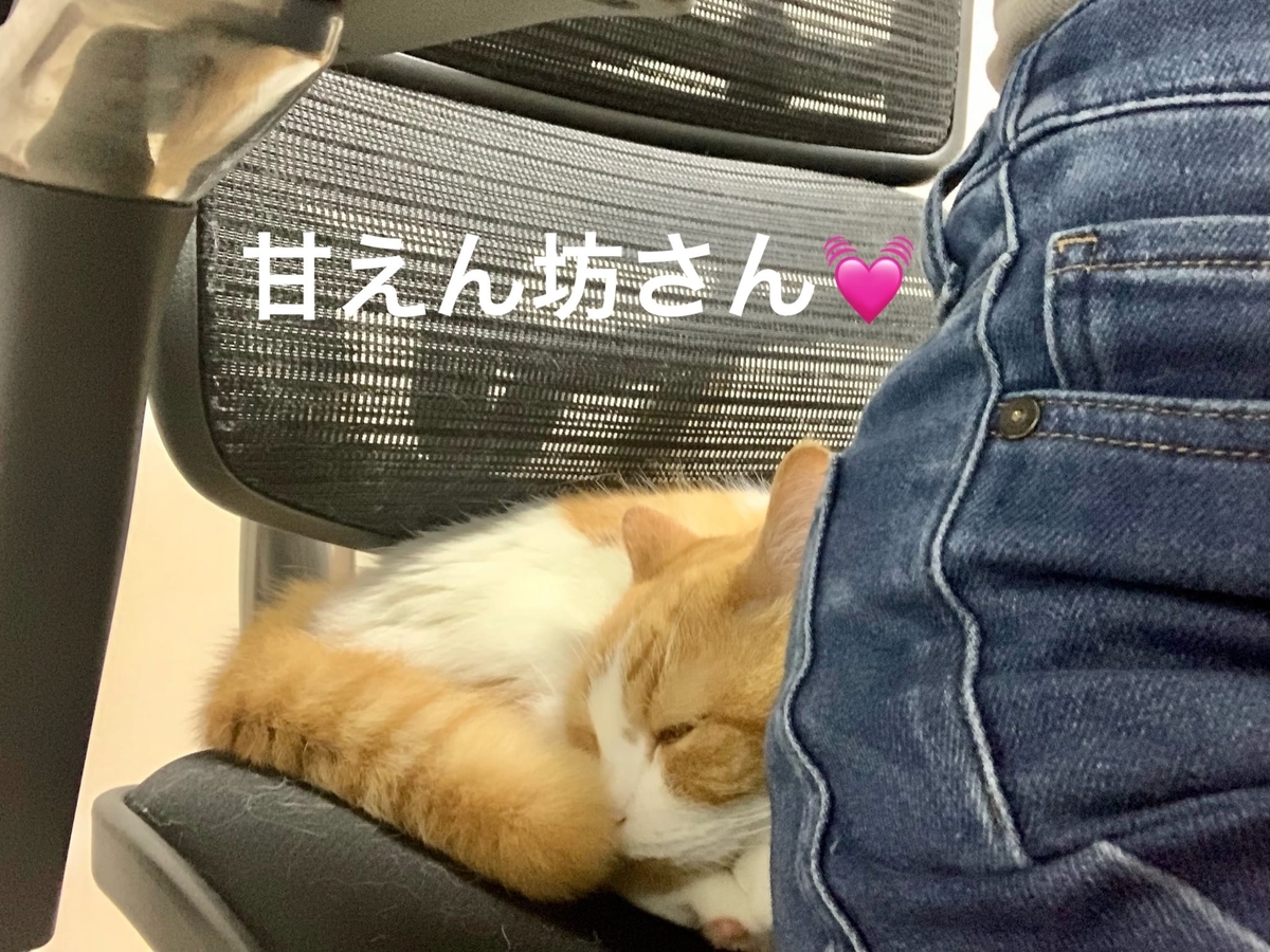 飼い主と同じ椅子に相乗りするるるちゃん