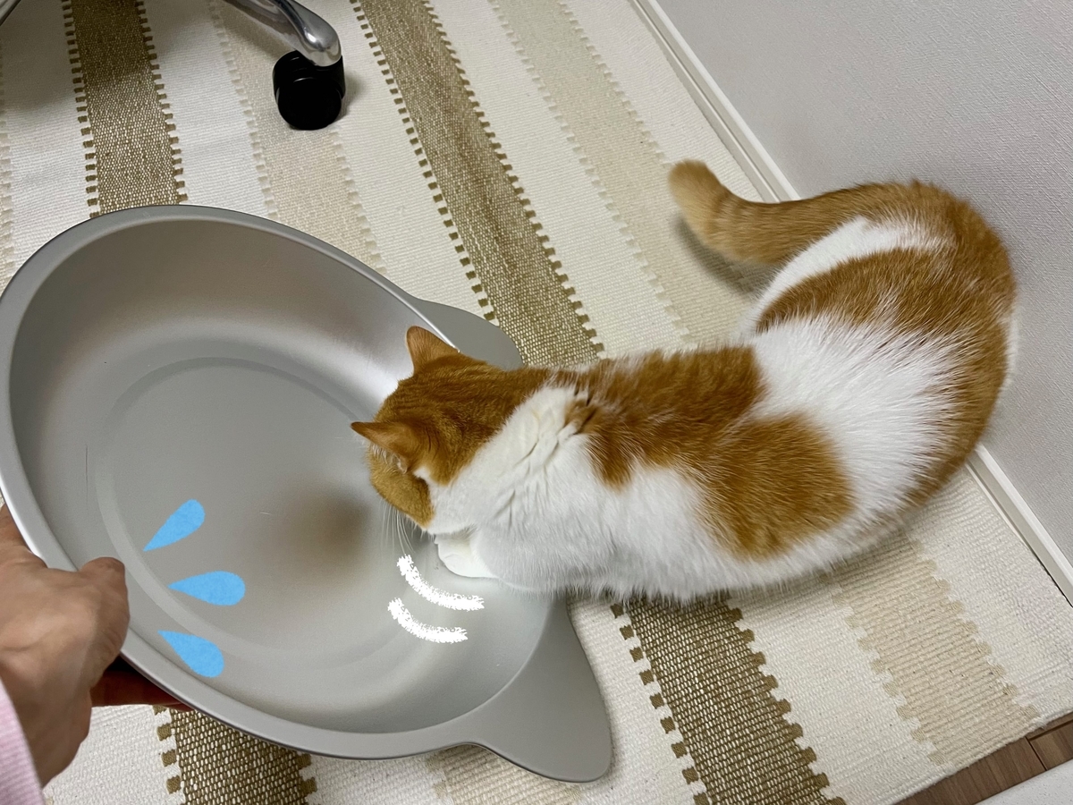 ひんやり猫鍋とるるちゃん1