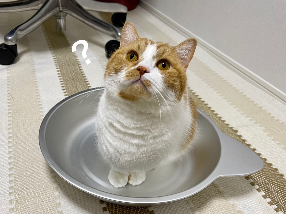 ひんやり猫鍋とるるちゃん2