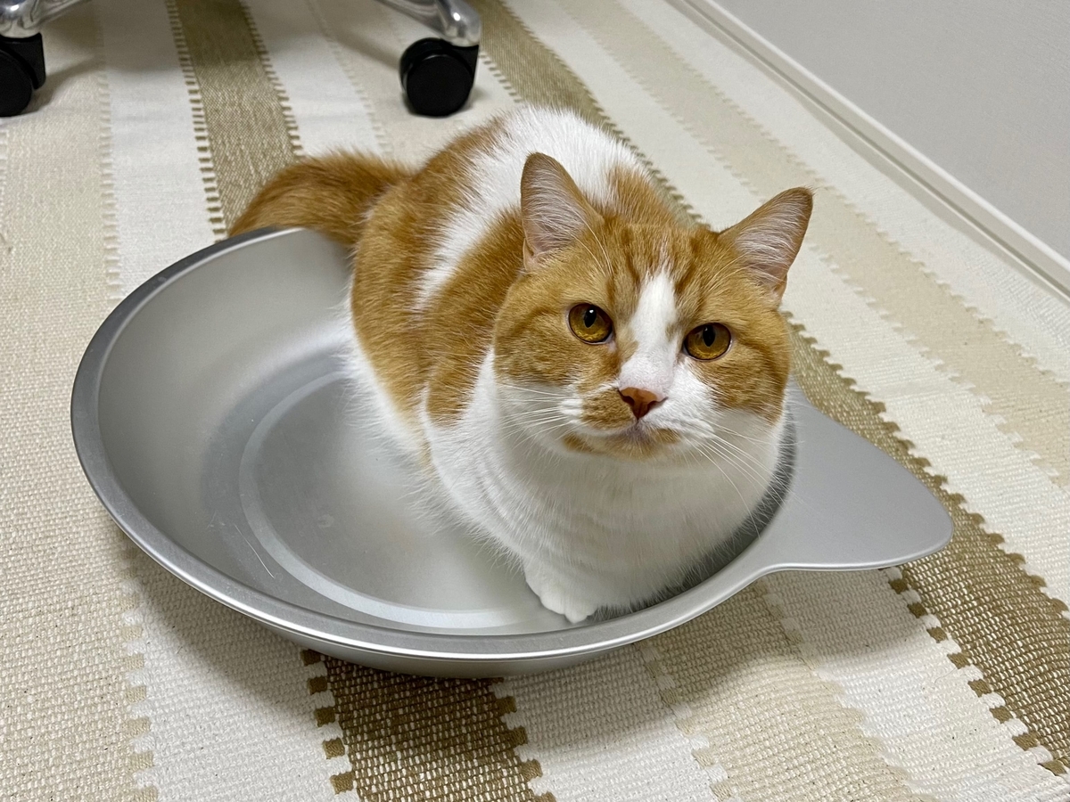 ひんやり猫鍋とるるちゃん