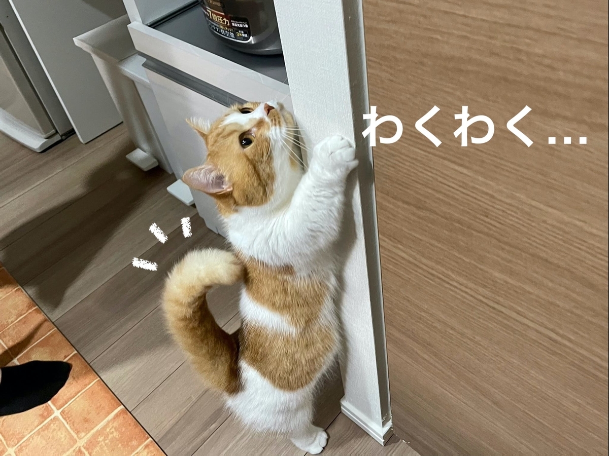 興奮してしっぽが背中にくっついているるるちゃん