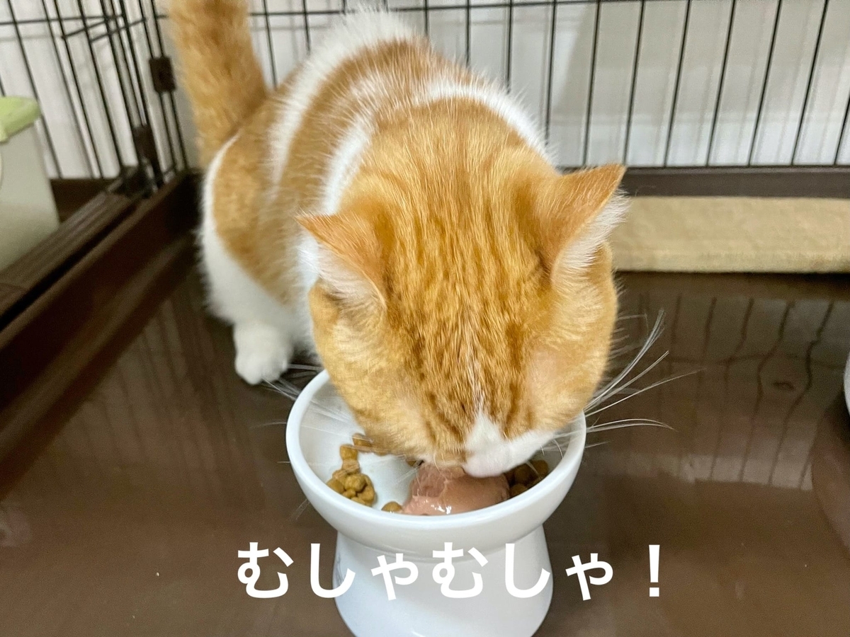 ぽんちゅーるばかり食べるるるちゃん