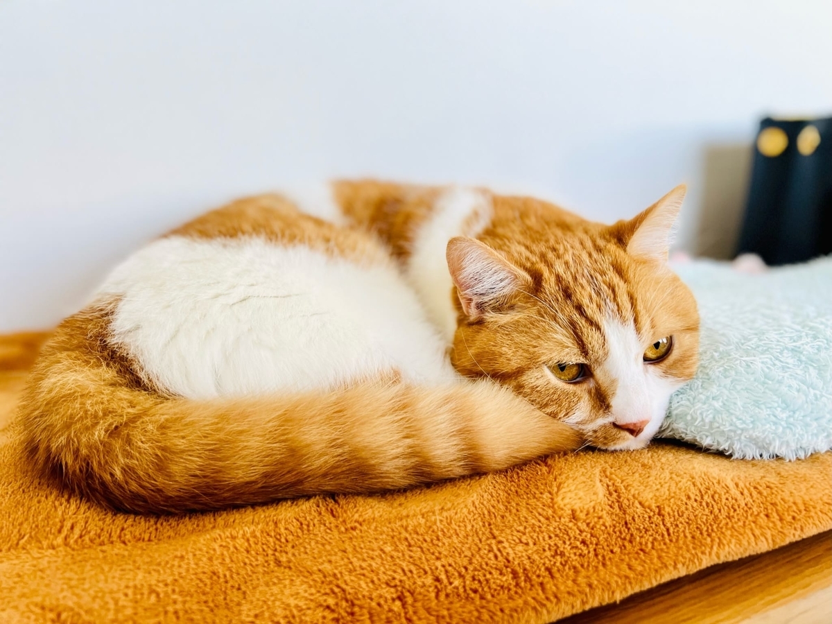 お昼寝中のるるちゃん1