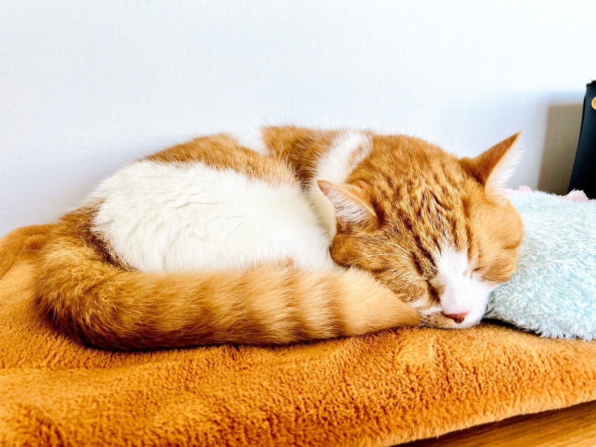 お昼寝中のるるちゃん2