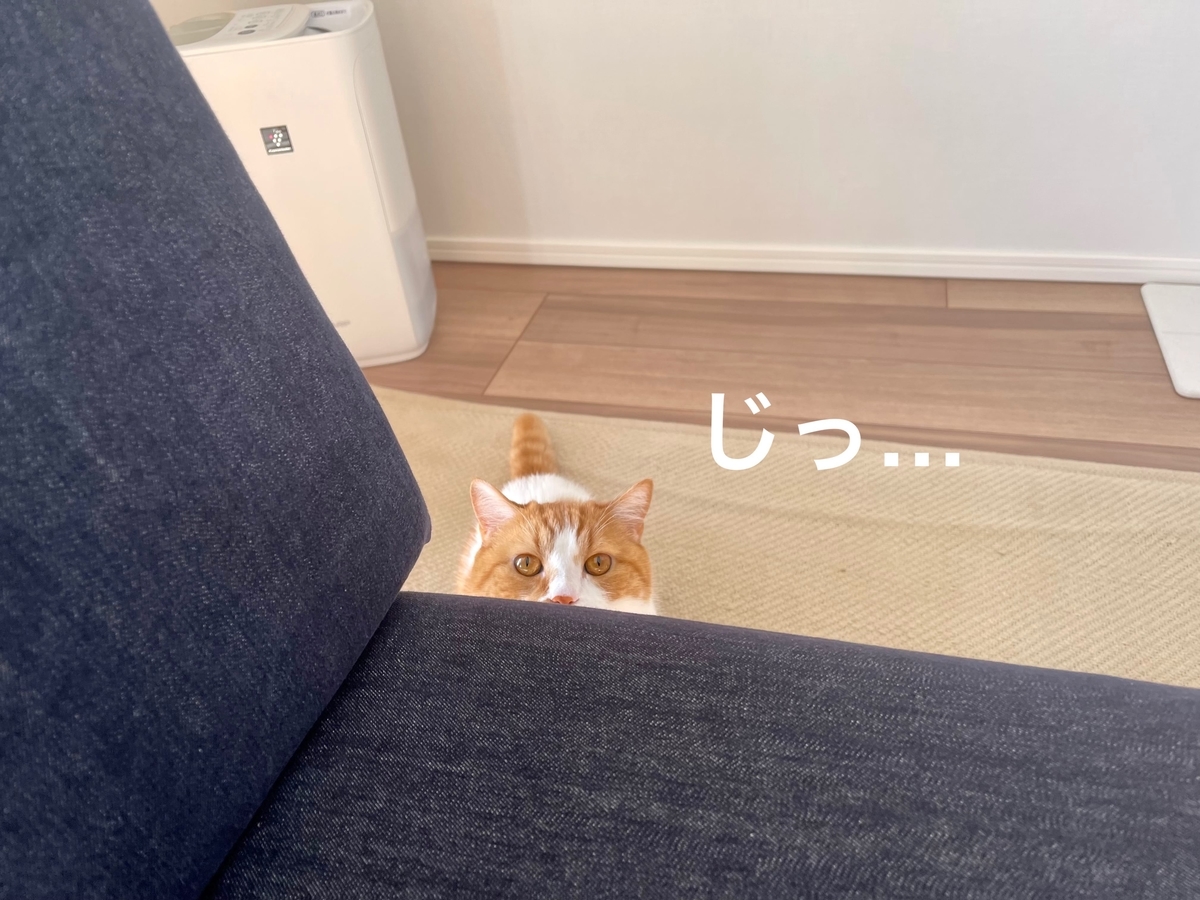 かくれんぼするるるちゃん2