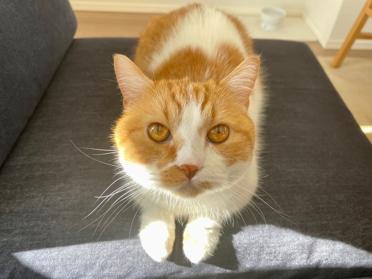 ソファに乗るるるちゃん3