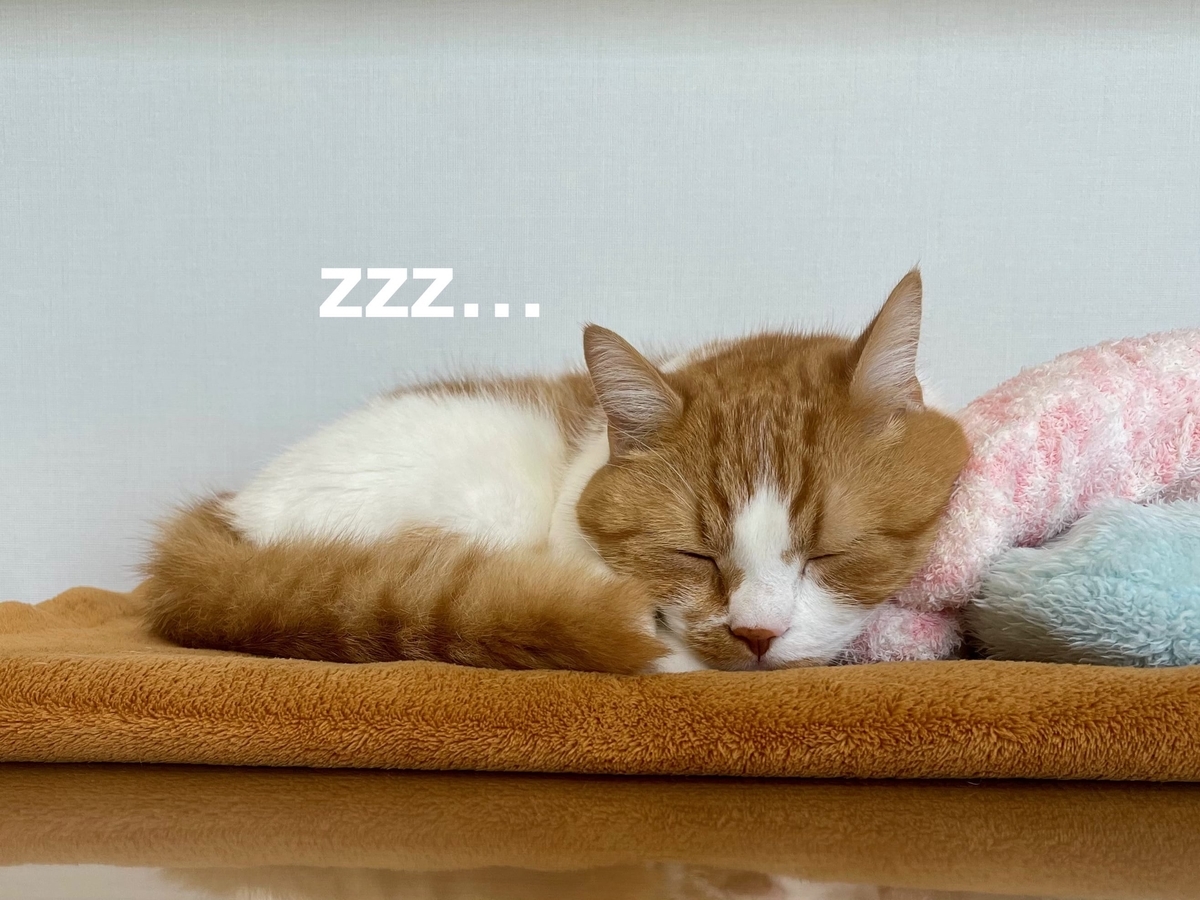 すぐに眠りを再開するるるちゃん