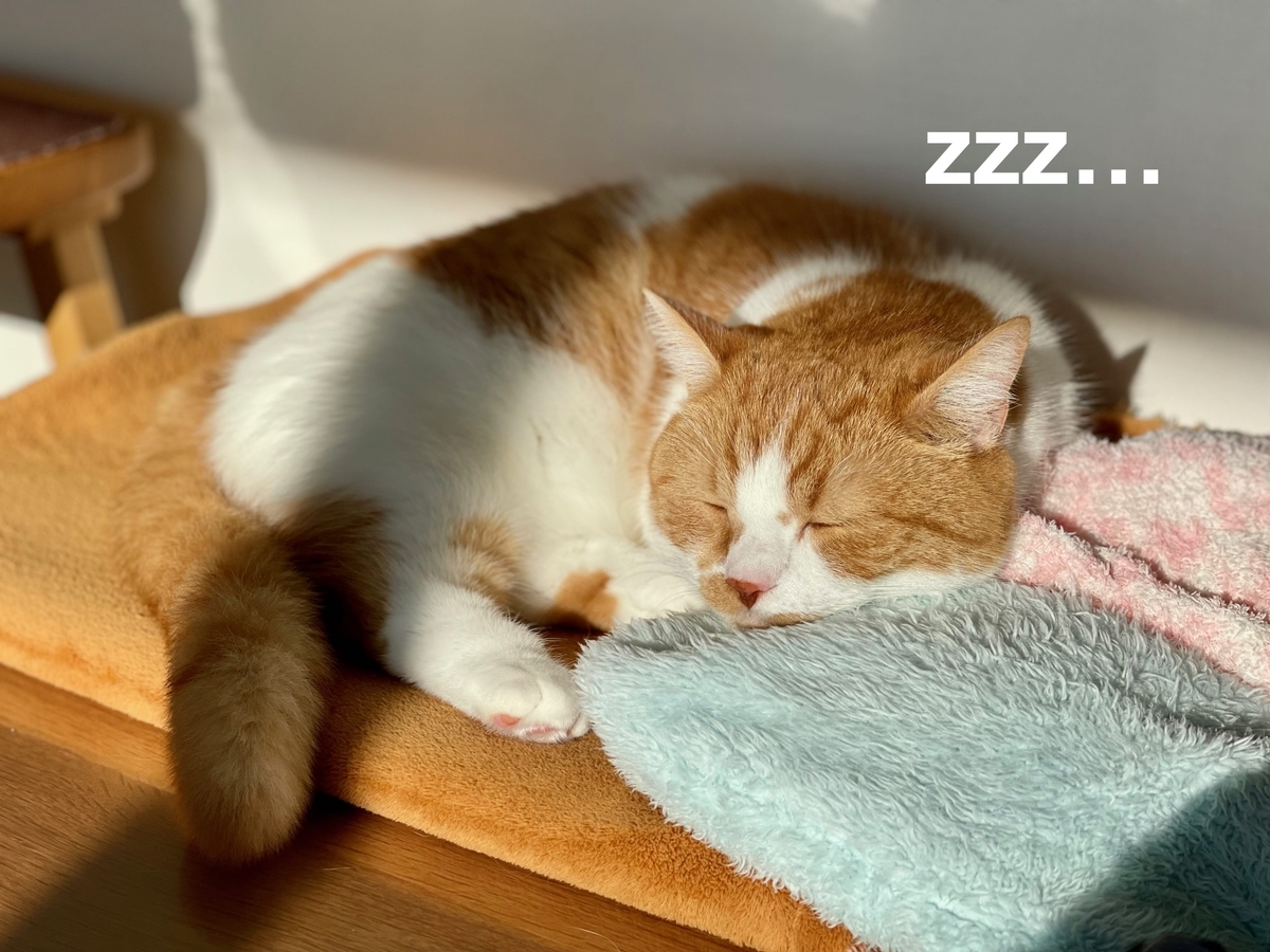 まったりお昼寝中のるるちゃん
