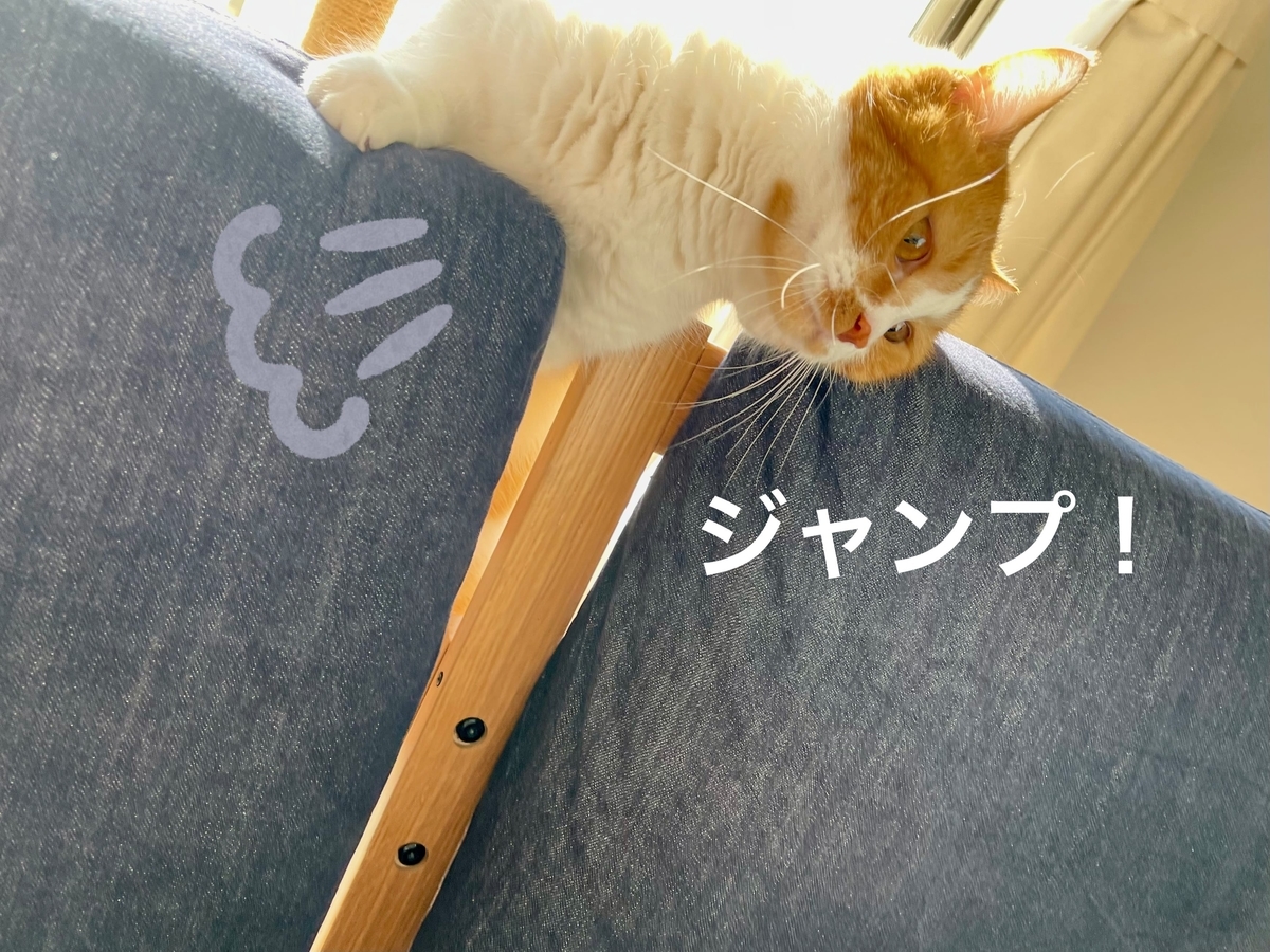 ソファにのぼるるるちゃん