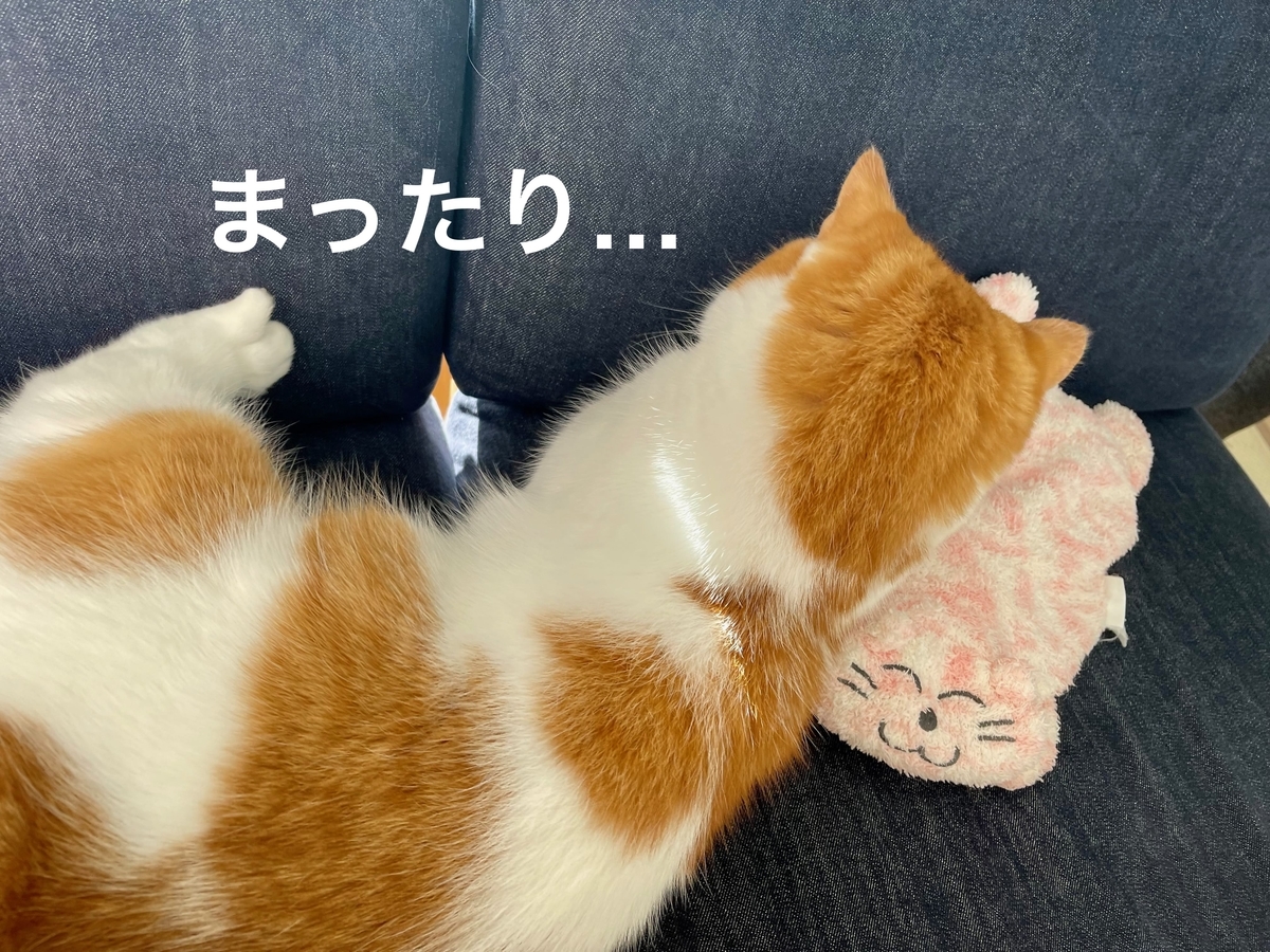 ソファの隣でまったりするるるちゃん