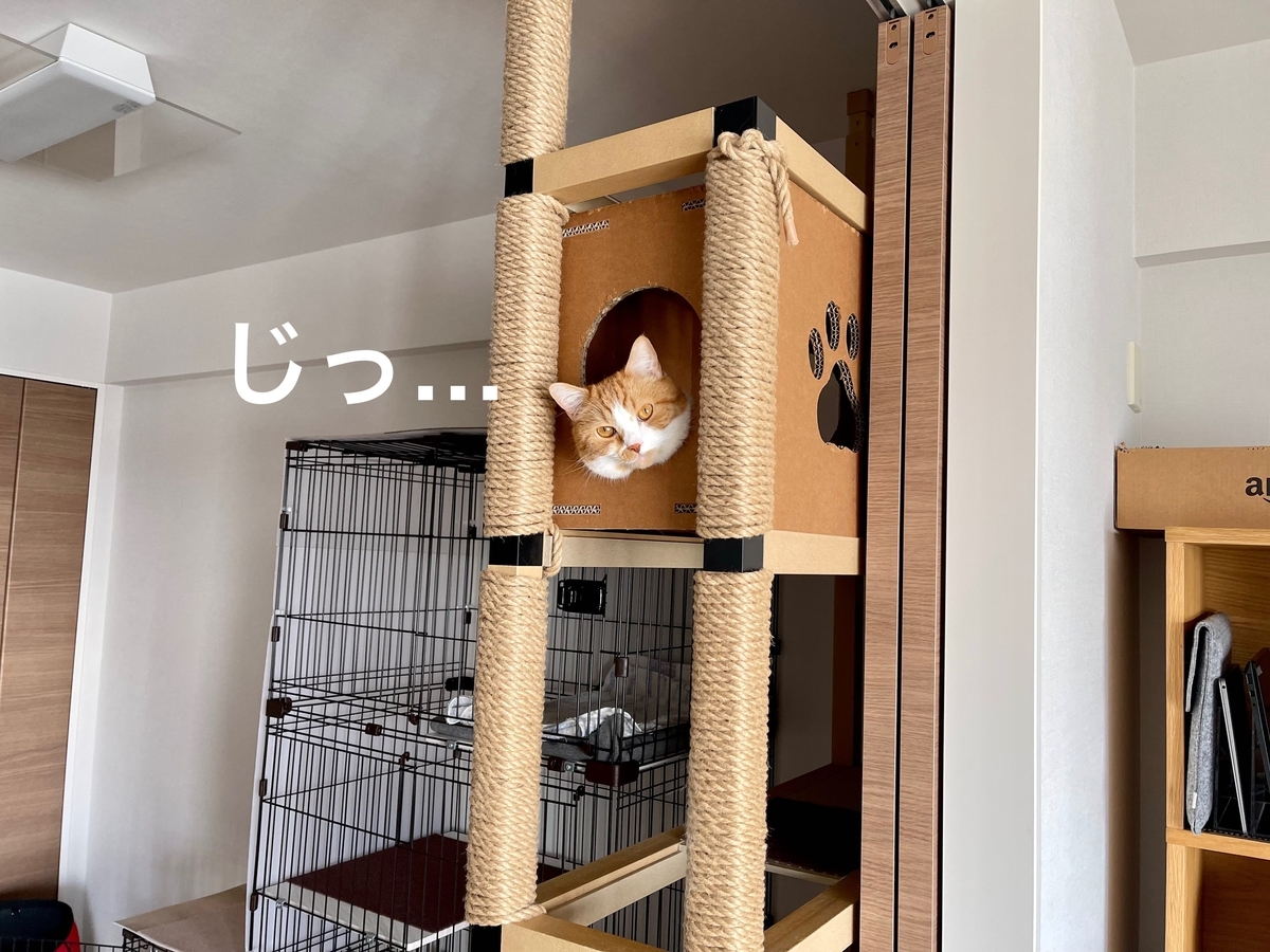 キャットタワーから見つめるるるちゃん1
