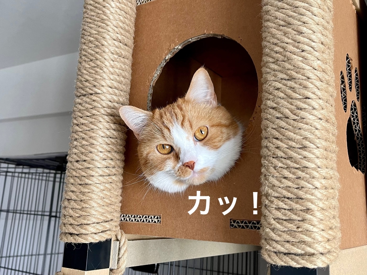 キャットタワーから見つめるるるちゃん2