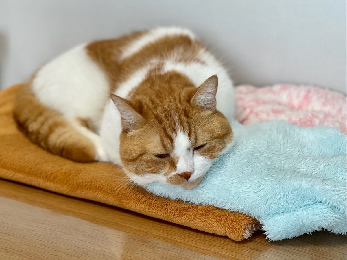 まったりお昼寝中のるるちゃん