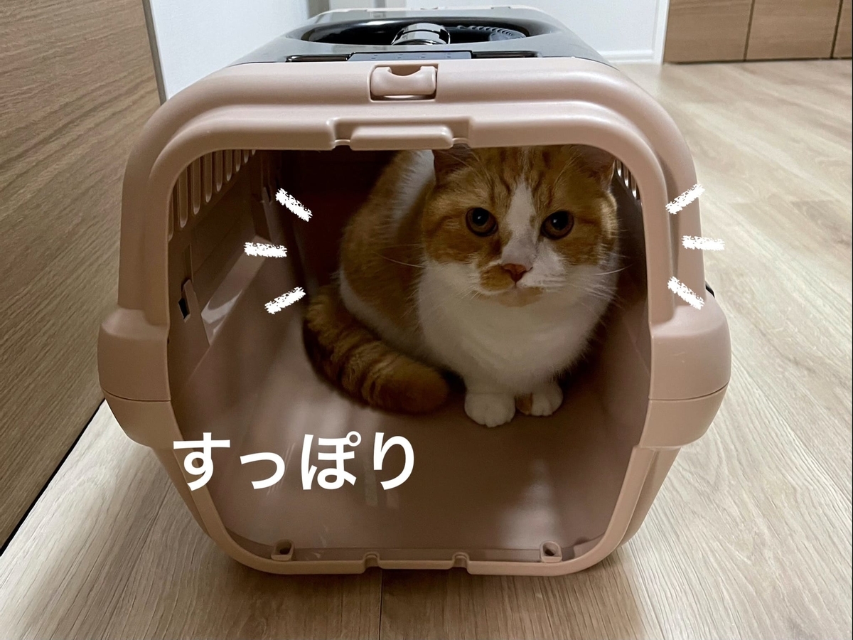 キャリーケースに閉じこもるるるちゃん2