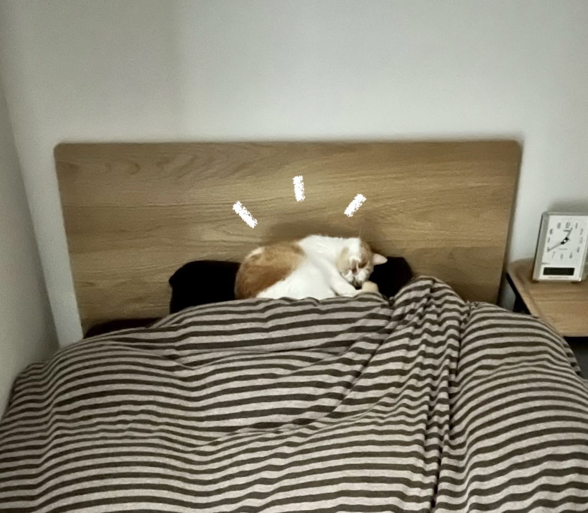 枕の上で寝るるるちゃん2