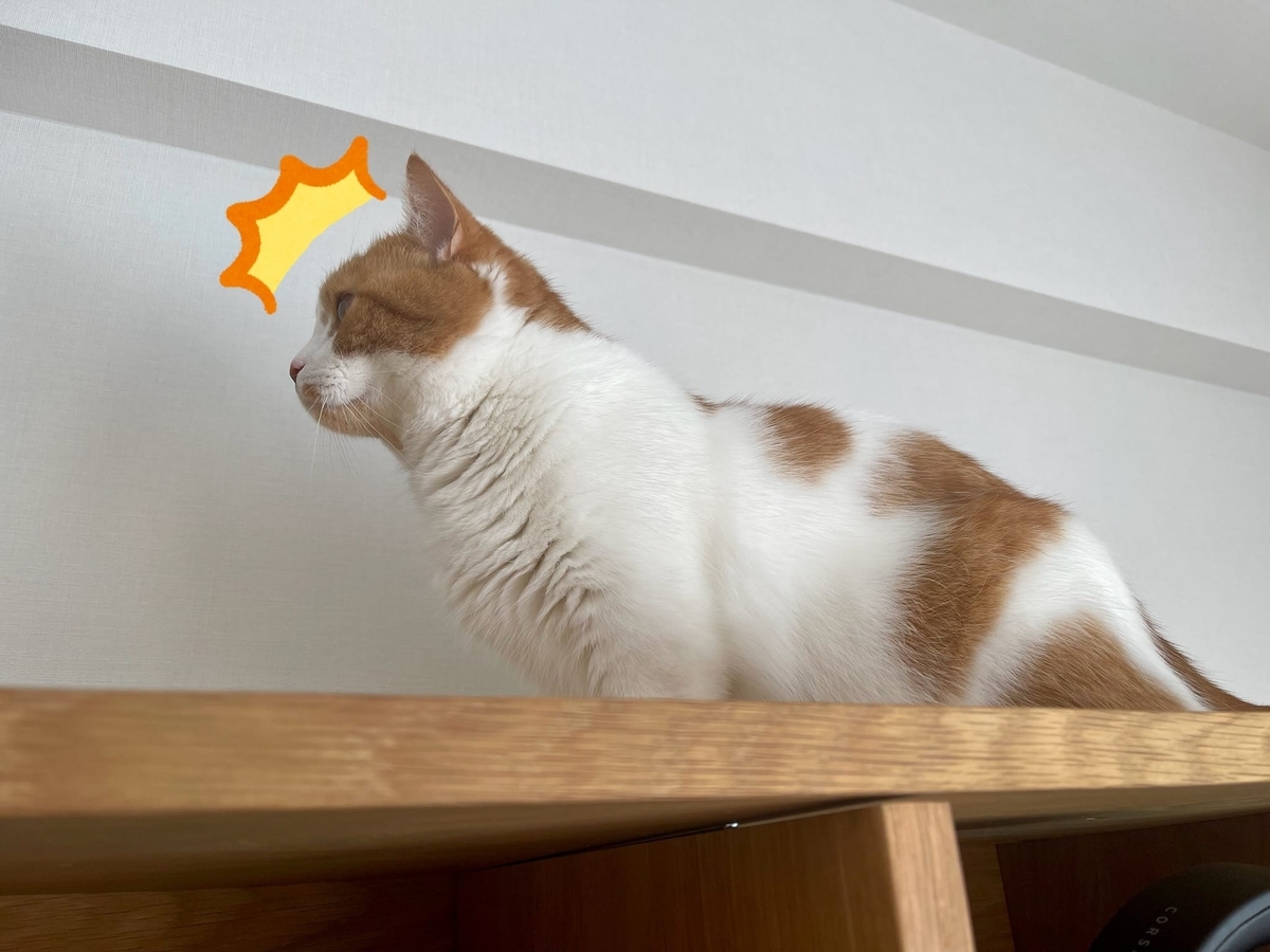 何かを見つけるるるちゃん