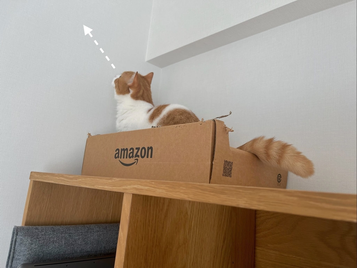 キョロキョロするるるちゃん1