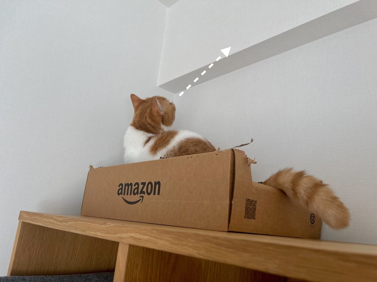 キョロキョロするるるちゃん2