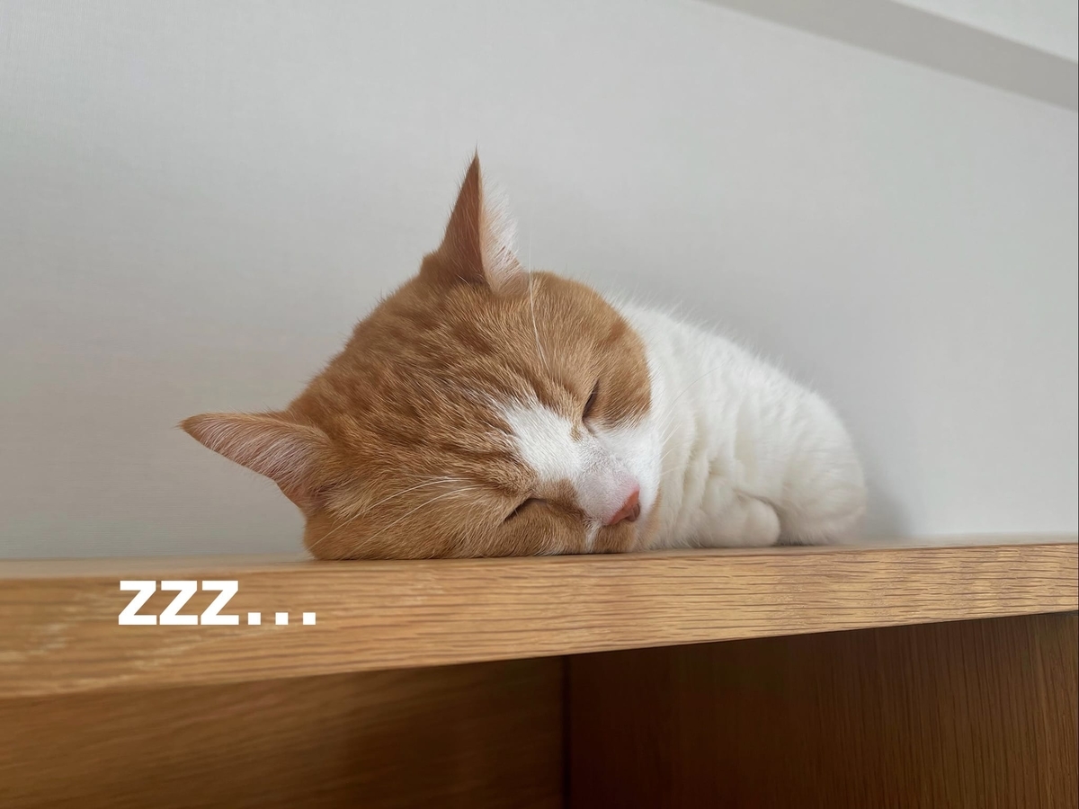 飽きて寝ちゃうるるちゃん1