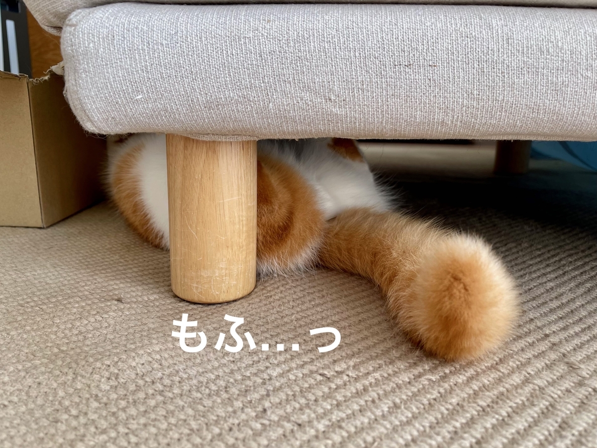 ソファの下にかくれんぼ中のるるちゃん6