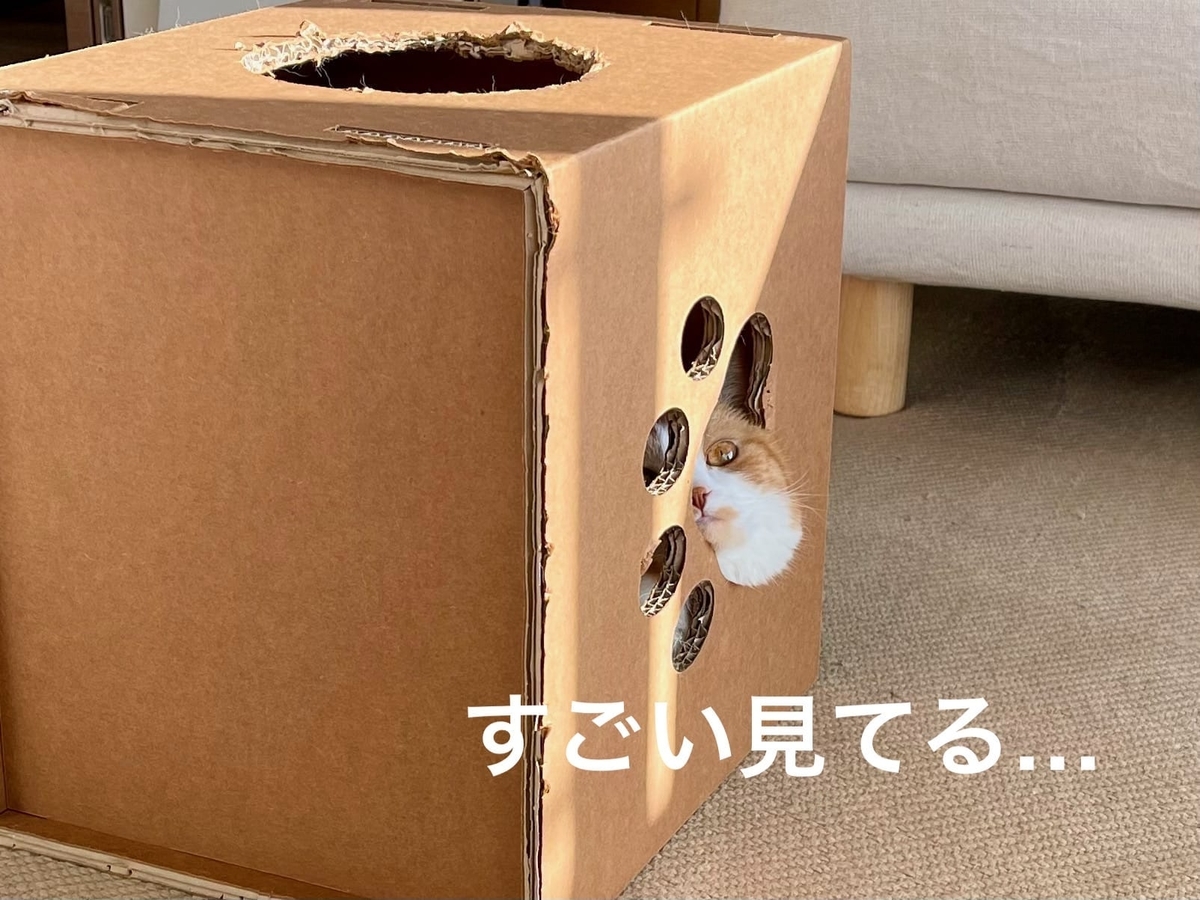 箱の中のるるちゃん2