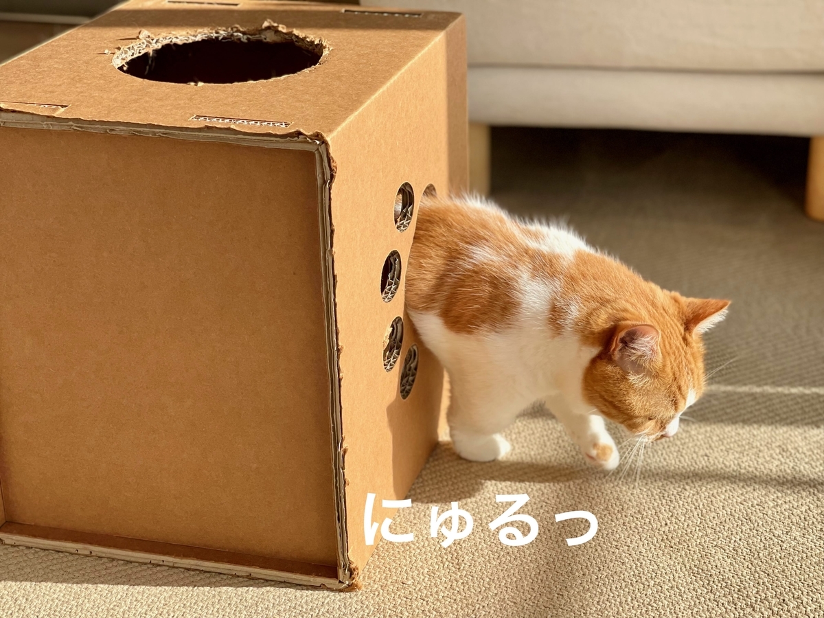 箱からにゅるりと出るるるちゃん1