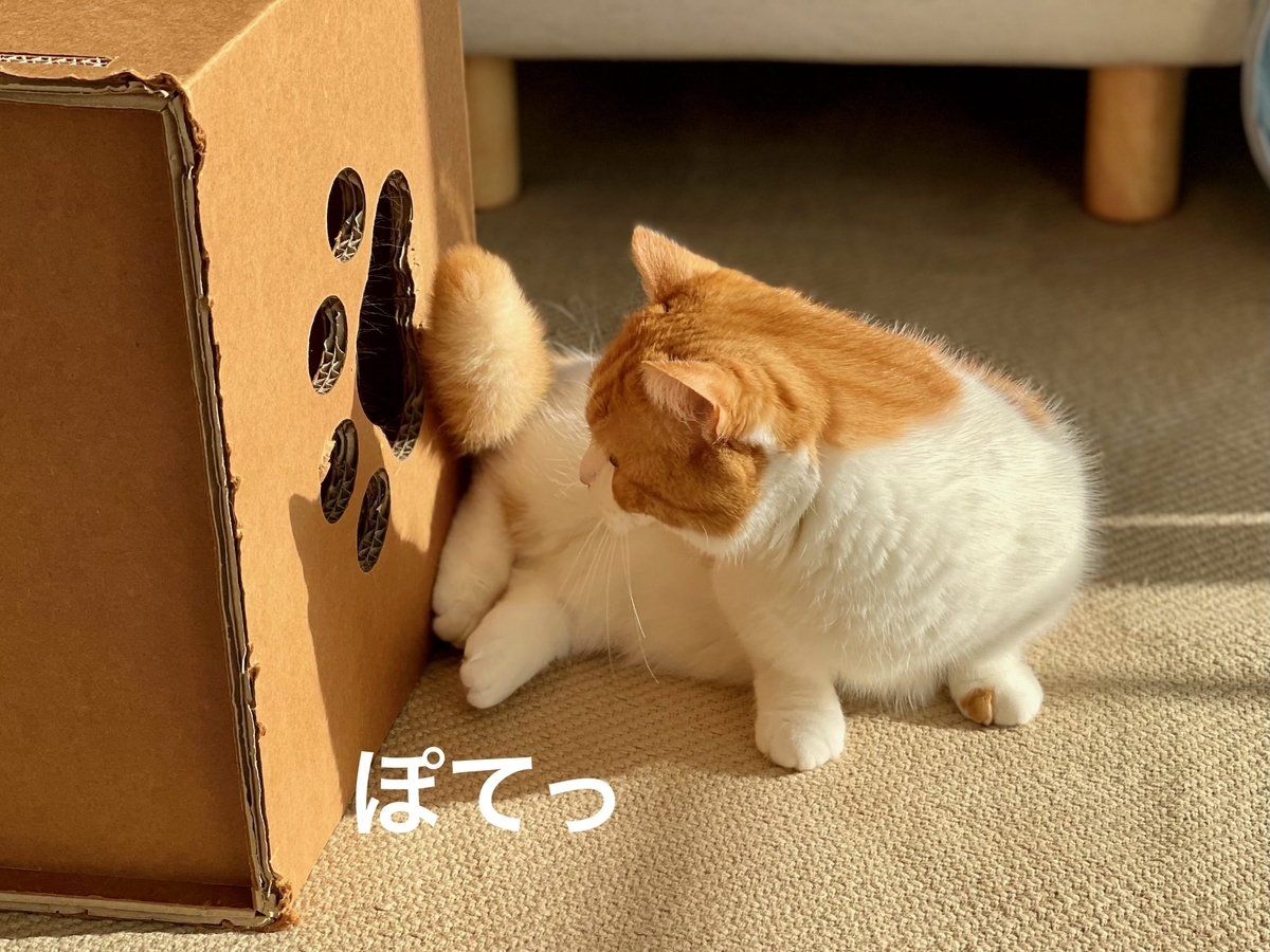 箱からにゅるりと出るるるちゃん3