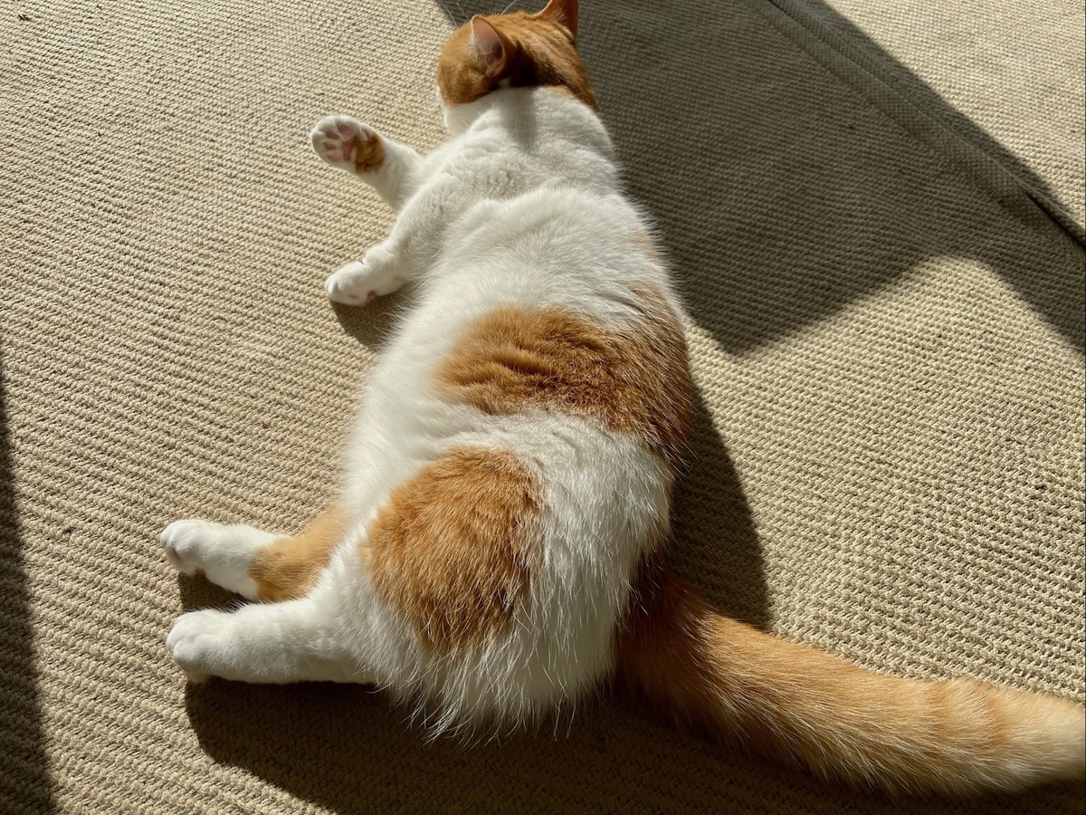 靴下にゃんこのるるちゃん1