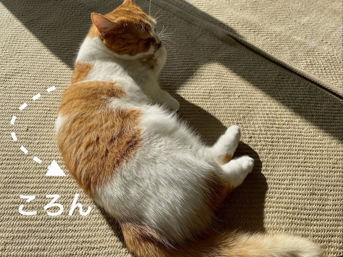 靴下にゃんこのるるちゃん3