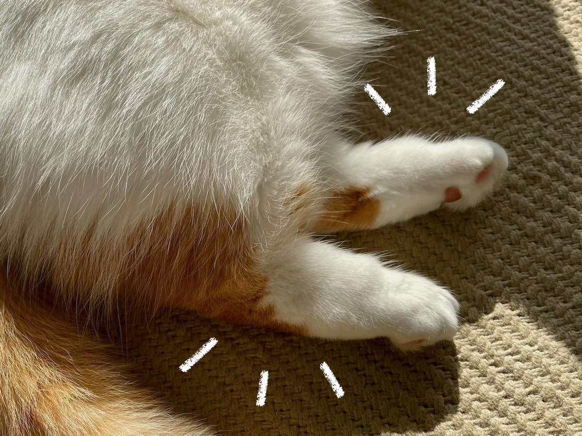 靴下にゃんこのるるちゃん4