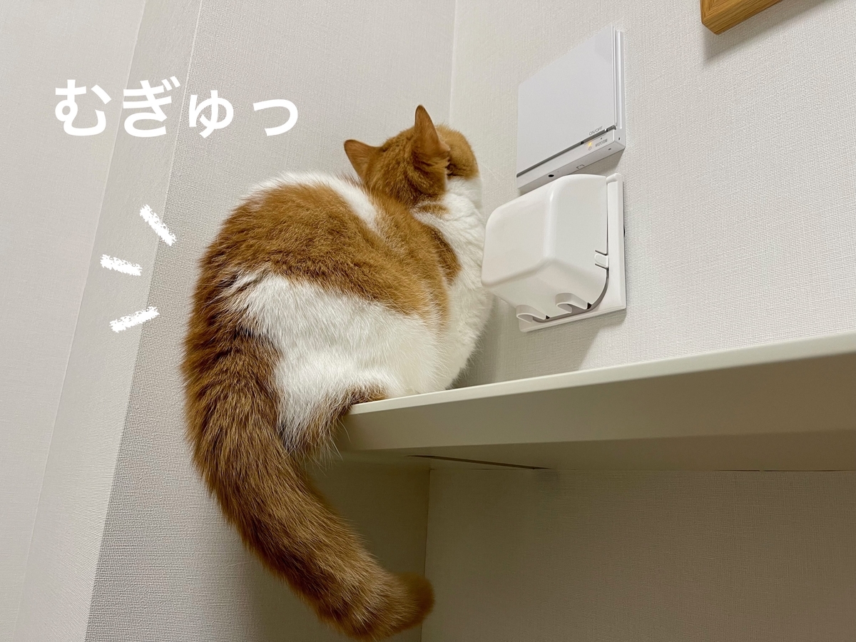 壁の小さな虫を見つめるるるちゃん