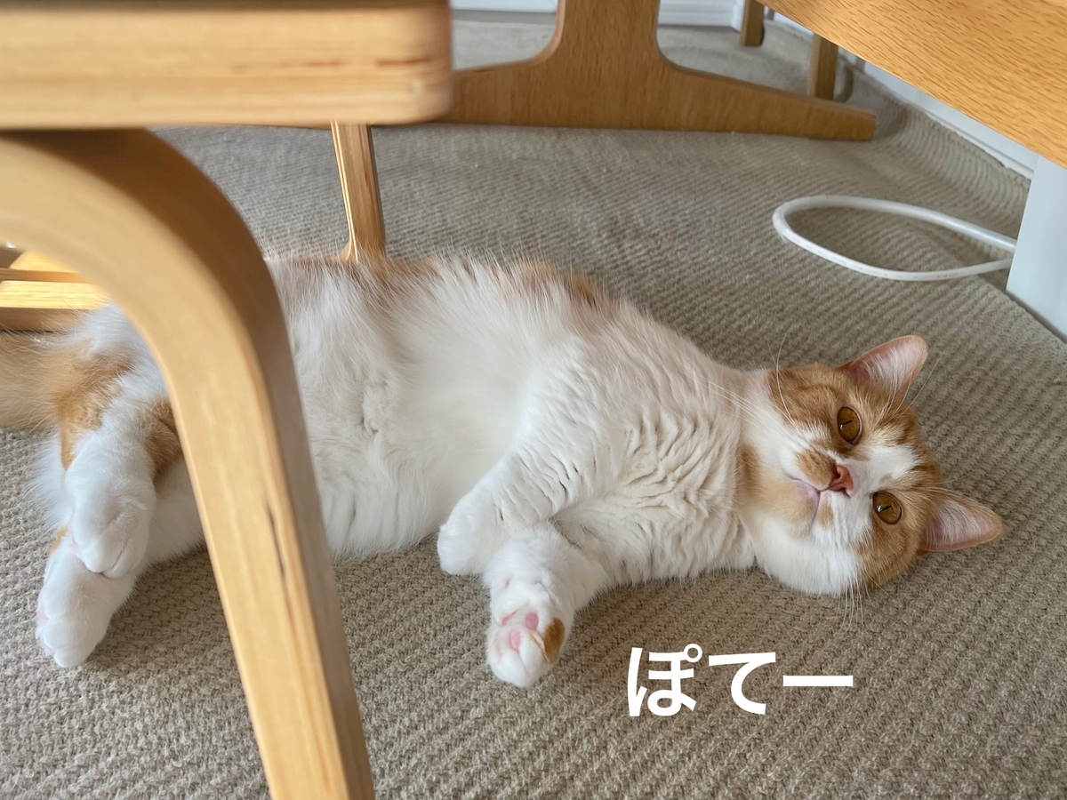テーブルの下でごろごろするるるちゃん2