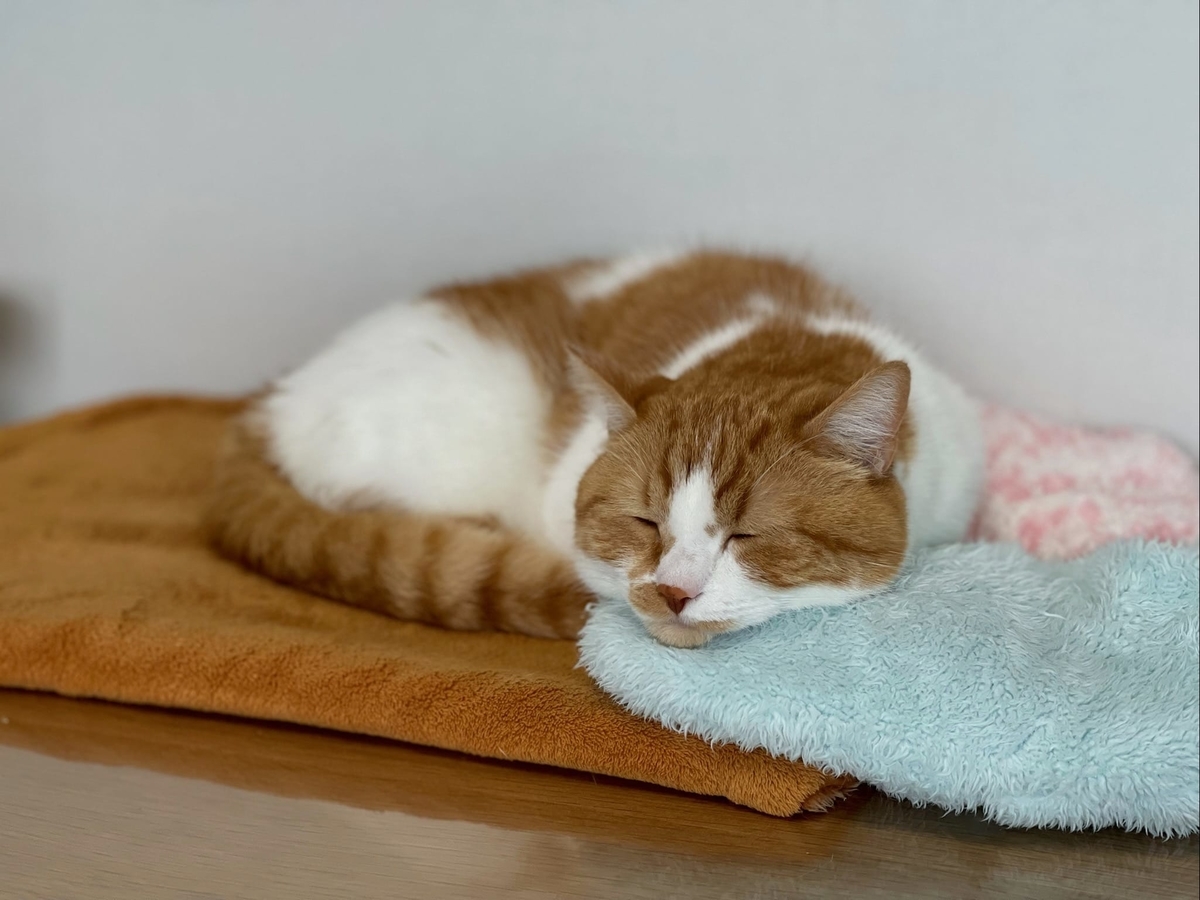 お昼寝中のるるちゃん