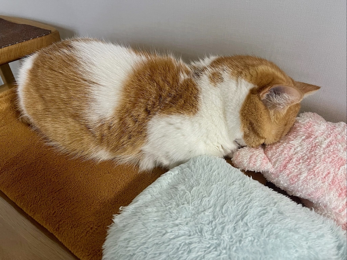 ごめん寝のるるちゃん