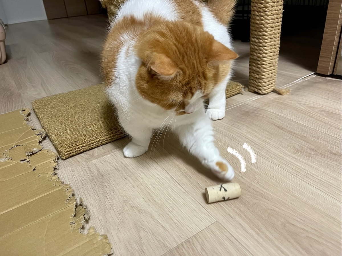 コルクで遊ぶるるちゃん1