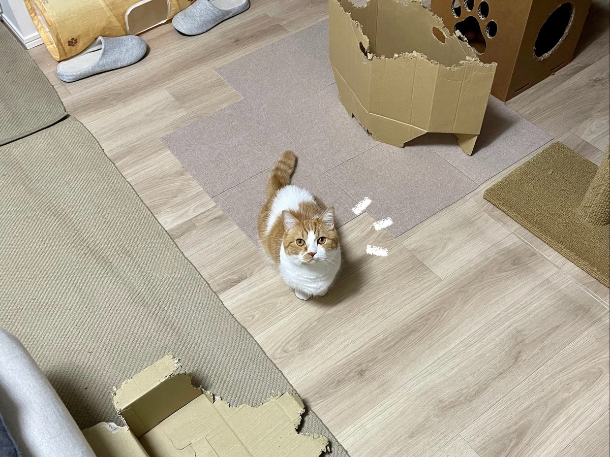 じっと見つめるるるちゃん1