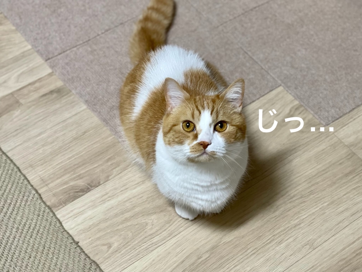 じっと見つめるるるちゃん2