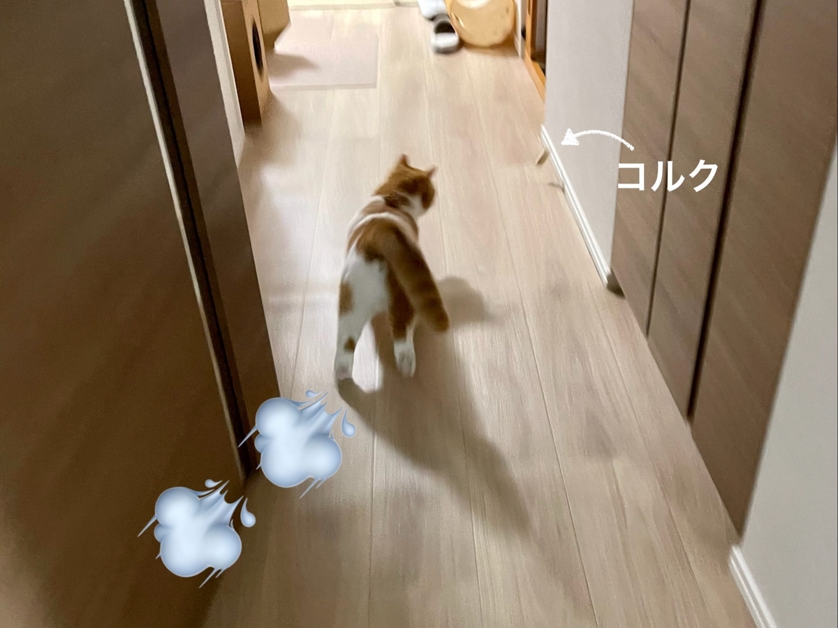 コルクで遊ぶるるちゃん2