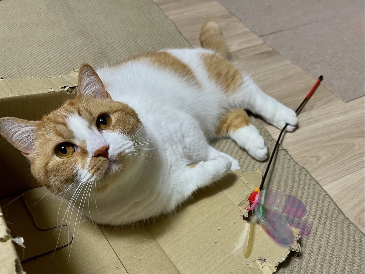 おもちゃとるるちゃん