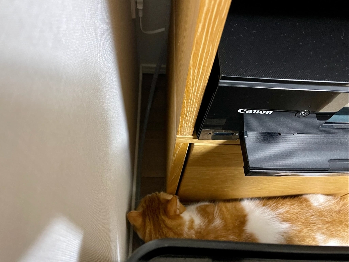 家具の隙間をのぞくるるちゃん