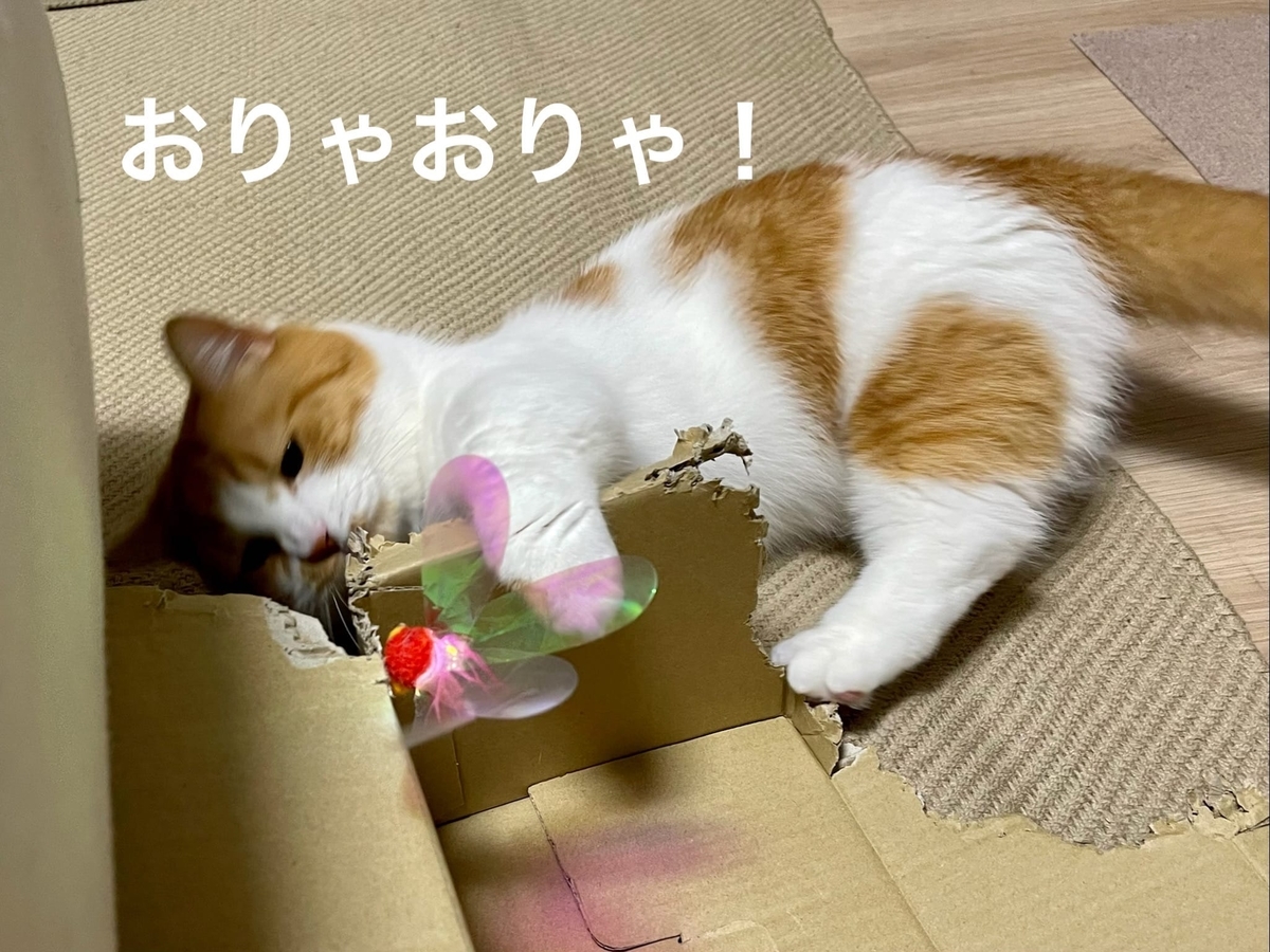 自分で見つけたおもちゃで遊ぶるるちゃん